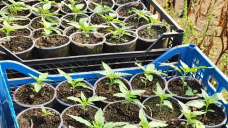 Гранични полицаи откриха подготвена за разсад марихуана в Петричко